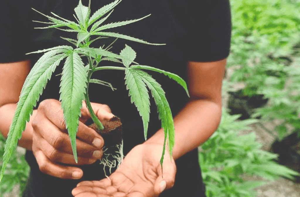 The Evolution of Social Equity in Cannabis – And Where We Go Next